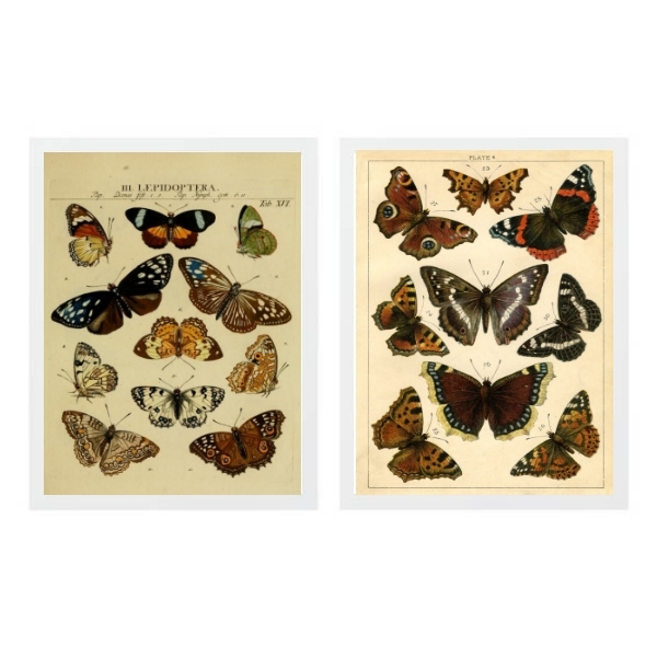 Kit 2 Quadros Borboletas Vintage 24x18cm Moldura:madeira Bran