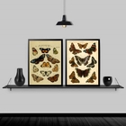 Kit 2 Quadros Borboletas Vintage 45x34cm Moldura:madeira Bran