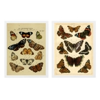 Kit 2 Quadros Borboletas Vintage 45x34cm Moldura:madeira Bran