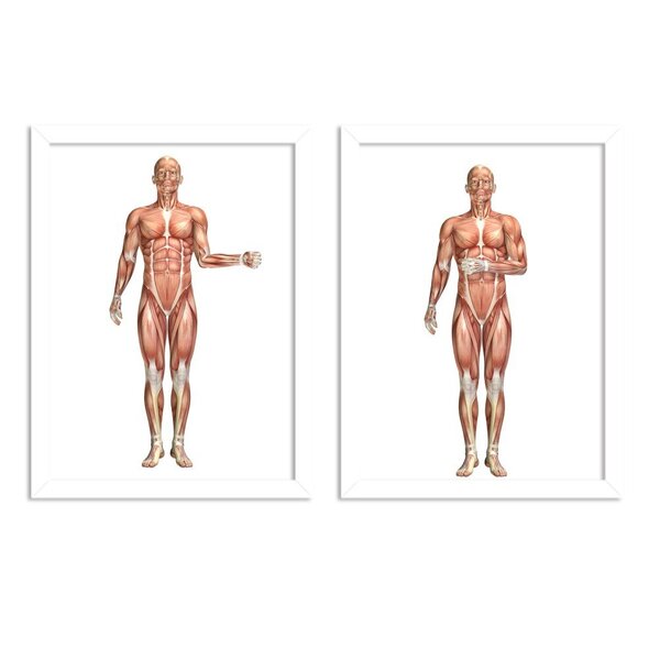 Kit 2 Quadros Decorativos Anatomia Corpo Humano Manguitos