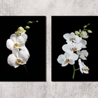 Kit 2 Quadros Fotografia Orquídeas Brancas 33x24cm - Com Vidr