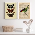 Kit 2 Quadros Pássaro E Borboletas Vintage 33x24cm - Com Vidr