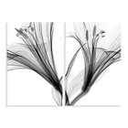 Kit 2 Telas Decorativas Lirio Preto E Branco