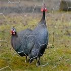 Kit 2 Telas Galinheiro 1 80 X 50 Metros - Fio 23