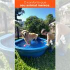 Kit 3 Bebedouros Para Animais 250l Preto Gplas