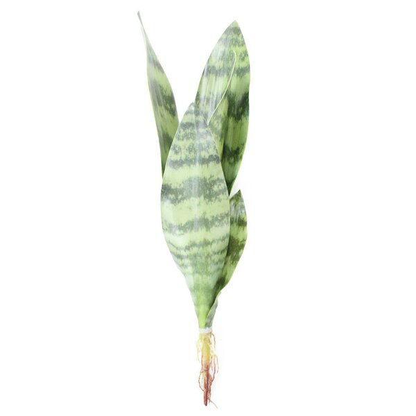 Planta Espada De San Jorge (Sansevieria) En Maceta 8.5 Cm - Purifica El Aire, Fácil De Cuidar, Resistente Y Decorativa