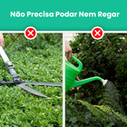 Kit 3 Placas De Buchinho 60x40 - Grama Artificial Para Muro I