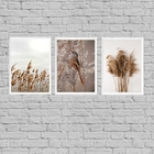 Kit 3 Quadros Capim Dos Pampas E Passarinho 45x34cm - Com Vid