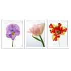 Kit 3 Quadros Decorativos Flores Campo