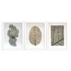 Kit 3 Quadros Decorativos Folhas Secas