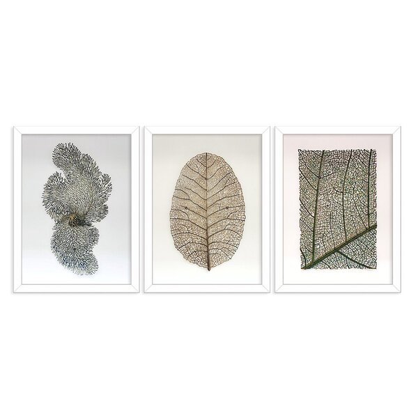 Kit 3 Quadros Decorativos Folhas Secas