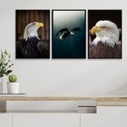Kit 3 Quadros Decorativos Fotos Águia 45x34cm Moldura:madeira