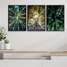 Kit 3 Quadros Decorativos Natureza- Árvores 45x34cm - Com Vid