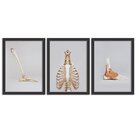 Kit 3 Quadros Decorativos Partes Anatômicas