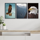 Kit 3 Quadros Fotografias Águia 45x34cm Moldura:madeira Preta