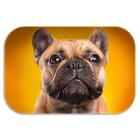 Kit 3 Tapetes Decorativos Dog´s Único