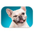 Kit 3 Tapetes Decorativos Dog´s Único