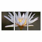 Kit 3 Telas Canvas Com Moldura Flor De Lótus