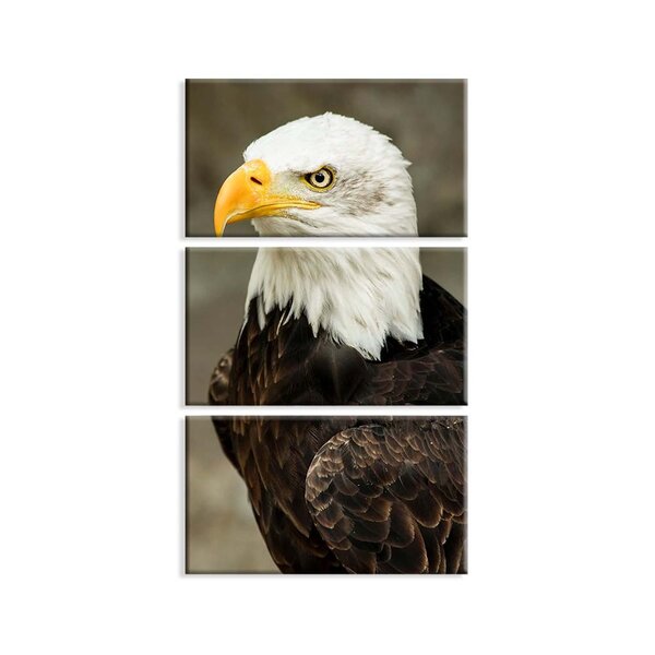 Kit 3 Telas Decorativas Águia