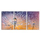 Kit 3 Telas Decorativas Dente-de-leão E Gotas De Orvalho