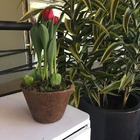 Kit 3 Vasos De Fibra De Coco Nº 10 - Coquim