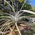 Kit 3 Vasos Fibra Biodegradável Bege Nagmobio