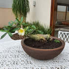 Kit 4 Bacias Para Plantas Marrom De Polietileno 32x11 Cm