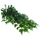 Kit 4 Pendentes De Folhagens Artificiais Verdes Para Decoraçã