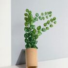 Kit 4 Pendentes De Folhagens De Jiboia Artificiais Verdes Par