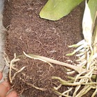 Kit 4 Placas Fibra De Coco Flores E Plantas Jardim Vertical