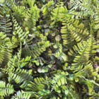 Kit 50 Placas De Samambaia Eucalipto 40 X 60cm Muro Inglês Ja