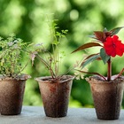 Kit 5 Vasos Fibra Biodegradável Marrom  Nagmobio