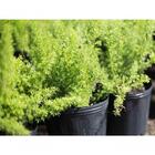 Kit 5 Vasos Pote Para Mudas De Plastico 11 Litros Nutriplan