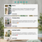 Kit 6 Quadros Decorativos Folhas Plantas Verdes Sala Frases