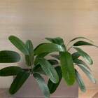 Kit 7 Arbustos Artificiais - Heliconia Verde Decorativa Ideal