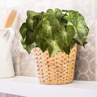 Kit 8 Folhagens De  Singônio Verde Artificial Para Compor Arr