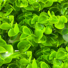 Kit 8 Placas Verdes Jardim Vertical Muro Inglês 40x60cm