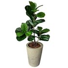 Kit 8 Plantas Artificiais Folhagens Realistas Ficus Lyrata Ar