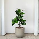 Kit 8 Plantas Artificiais Folhagens Realistas Ficus Lyrata Ar