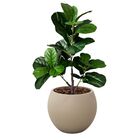 Kit 8 Plantas Artificiais Folhagens Realistas Ficus Lyrata Ar
