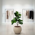 Kit 8 Plantas Artificiais Folhagens Realistas Ficus Lyrata Ar