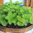 Kit 8 Sementes Ervas Aromática - Hortelã + Alecrim + Tomilho