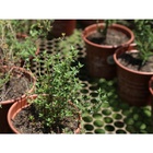 Kit 8 Sementes Ervas Aromática - Hortelã + Alecrim + Tomilho