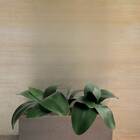 Kit 9 Hastes De Folha Artificial Orquídea Verde Toque Realist