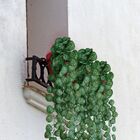 Kit  9 Trepadeiras De Folhagens Begônia Artificiais Decoração