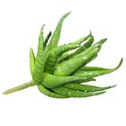 Kit Arranjo Com 4 Suculentas Zebrinha Artificiais Decoração