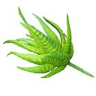 Kit Arranjo Com 4 Suculentas Zebrinha Artificiais Decoração