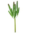 Kit Arranjo De 3 Suculenta Cacto Artificial Verde Decorativo