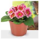 Kit C/6 Vaso Plantio P11 (450 Ml) Cor Telha Injeplastec