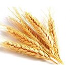 Kit C/ 2 Maços De Trigo Seco Natural Para Decoração Arranjos